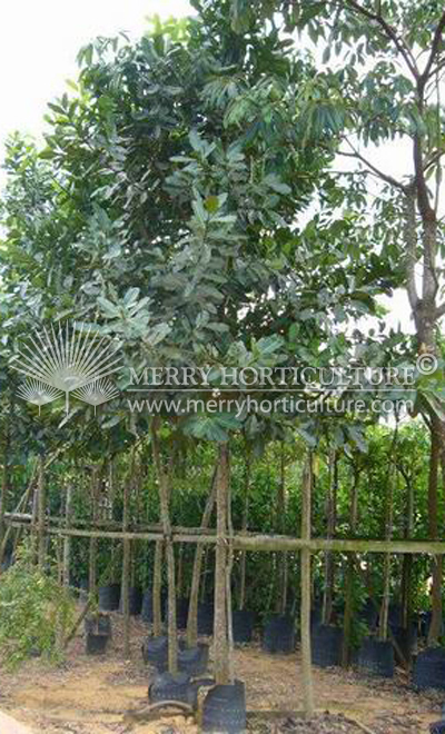Calophyllum inophyllum 1
